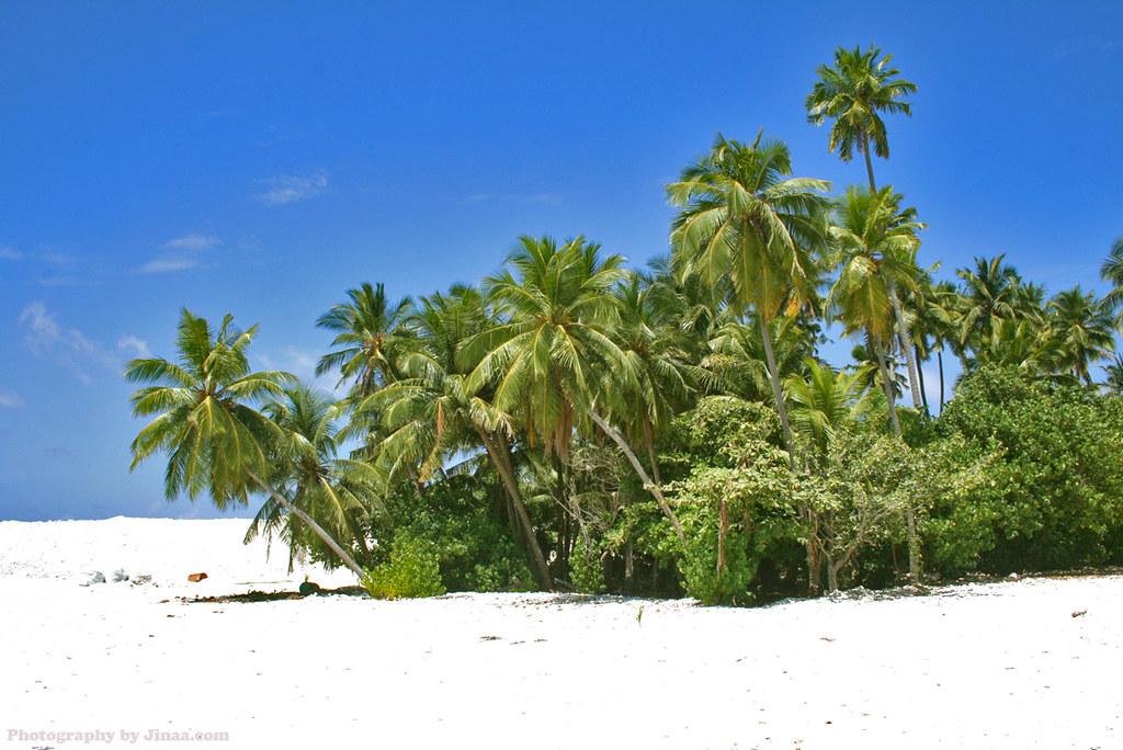 ދަތުރު ގޮސް އުޅުނު ކުއްޖަކު ގެނބިގެން ނިޔާވެއްޖެ 