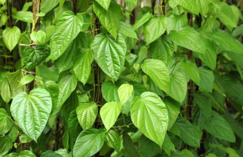 ވަގަށް ބިލެތް ކެނޑި ބަޔަކު ހައްޔަރުކޮށްފި