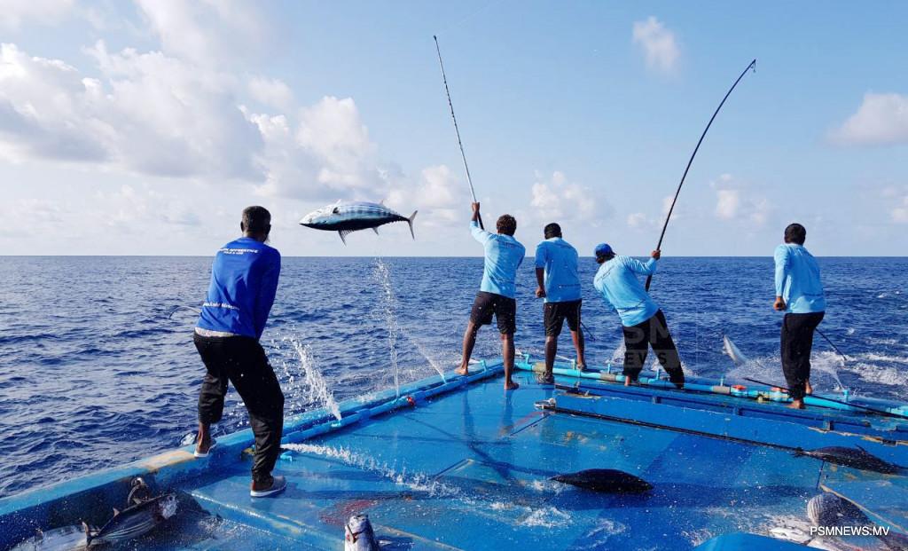 މިފްކޯއިން މަސް ގަންނަ އަގު ޕްރައިވެޓް ސެކްޓާއާ އެއްވަރުކޮށްފި: ކިލޯއެއް 18.50 ރުފިޔާއަށް!