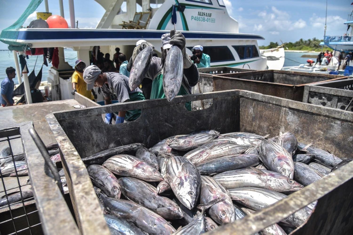 ފުވައްމުލަކު ފިޝް ޕްރޮސެސިންގ ފެސިލިޓީން ހިދުމަތް ދިނުމަށް ތައްޔާރުވެއްޖެ