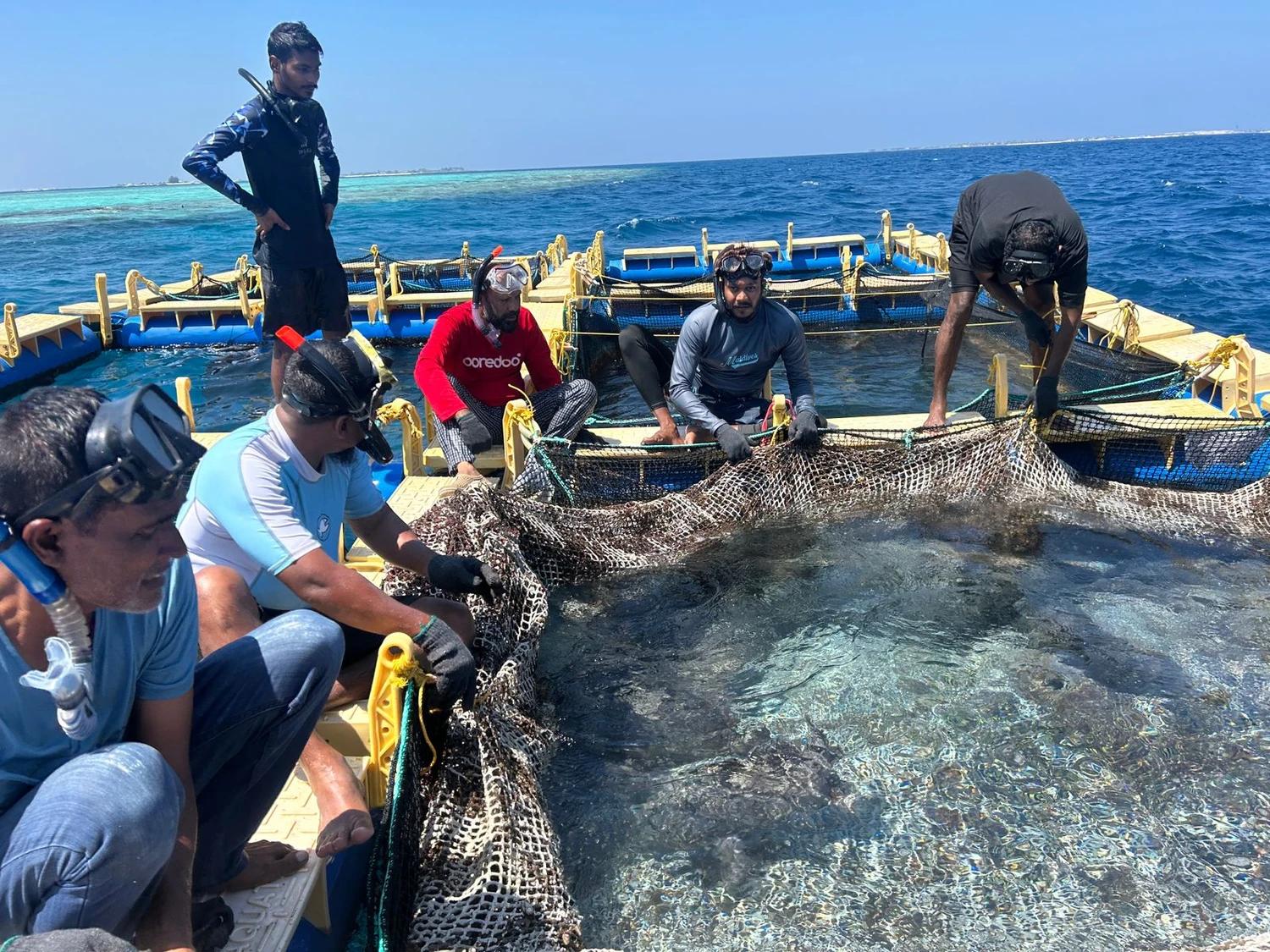 މެރިކަލްޗާރ ޓްރެއިނިންގ ކޯސް ފަށައިފި