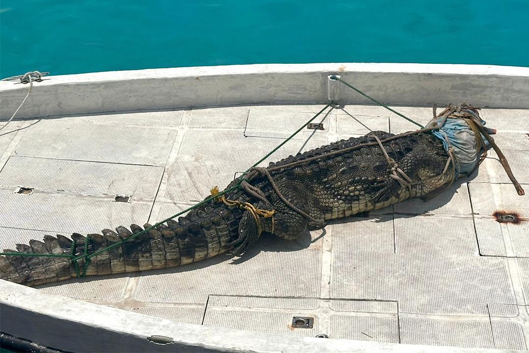 ޅ.އަތޮޅު ފަޅުރަށަކުން ފެނުނު 5 ފޫޓުގެ ކިނބޫ ސިފައިންގެ ބެލުމުގެ ދަށުގައި މާފިލާފުށީގައި!