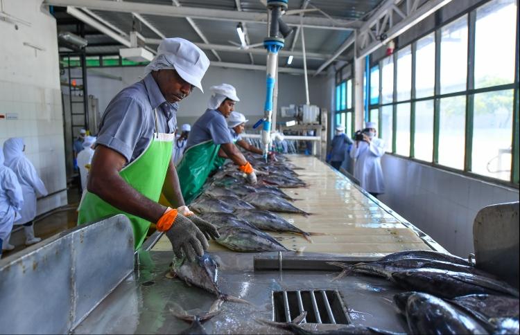 ކޫއްޑޫ މަސް ކާރުޚާނާ އިތުރަށް ތަރައްޤީކުރުމުގެ އަމަލީ މަސައްކަތް އަންނަ އަހަރު ފެށޭނެ - ރައީސް