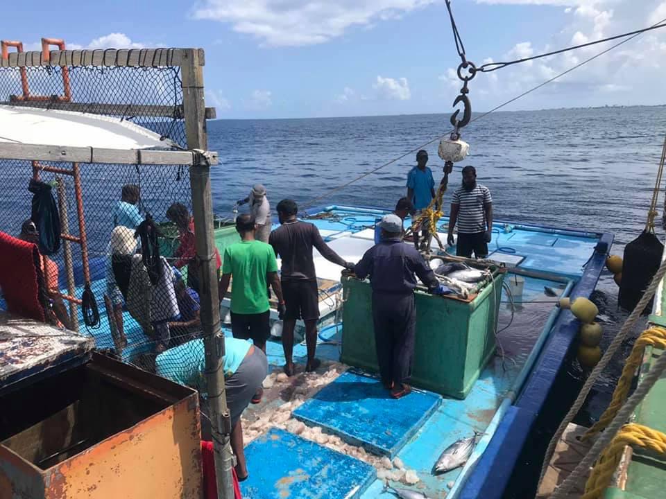 މަސްވެރިކަން ރަނގަޅުވުމުން މިފްކޯއަށް މަސް ކިރުވޭ ވަރު ލިމިޓު ކޮށްފި