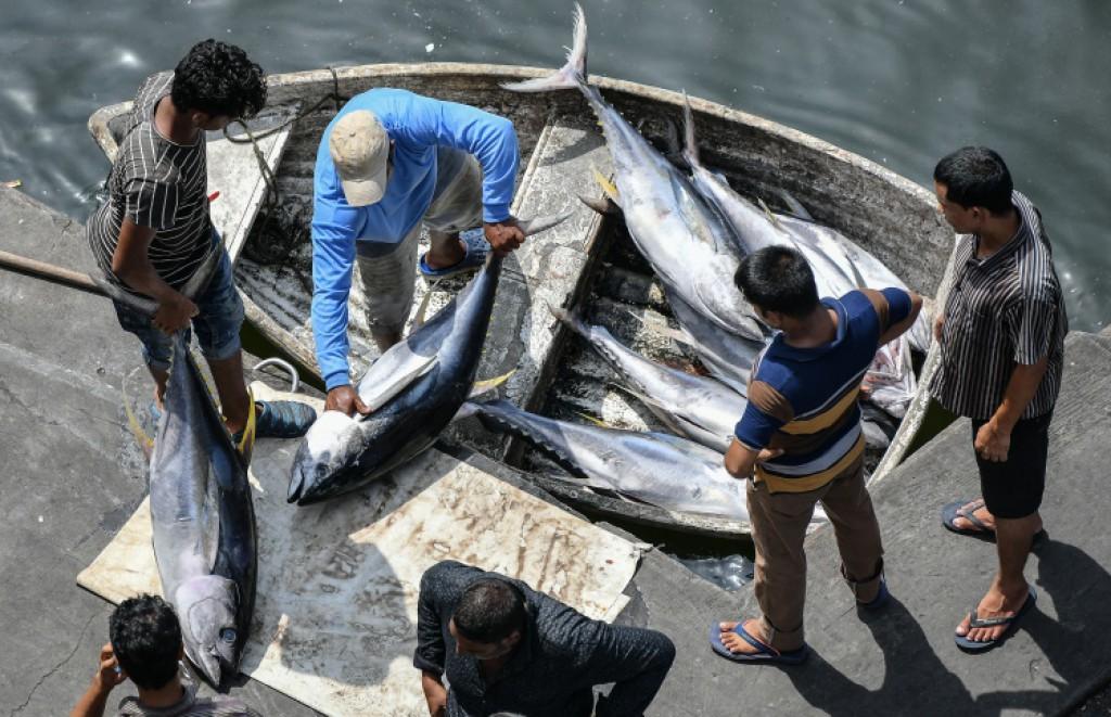 ހުޅުމާލޭގައި ކަންނެލި މަސް ބަންދުކުރާ ފެސިލިޓީއެއް ތަރައްޤީކުރުމުގެ މަސައްކަތް ކުރިޔަށްދަނީ