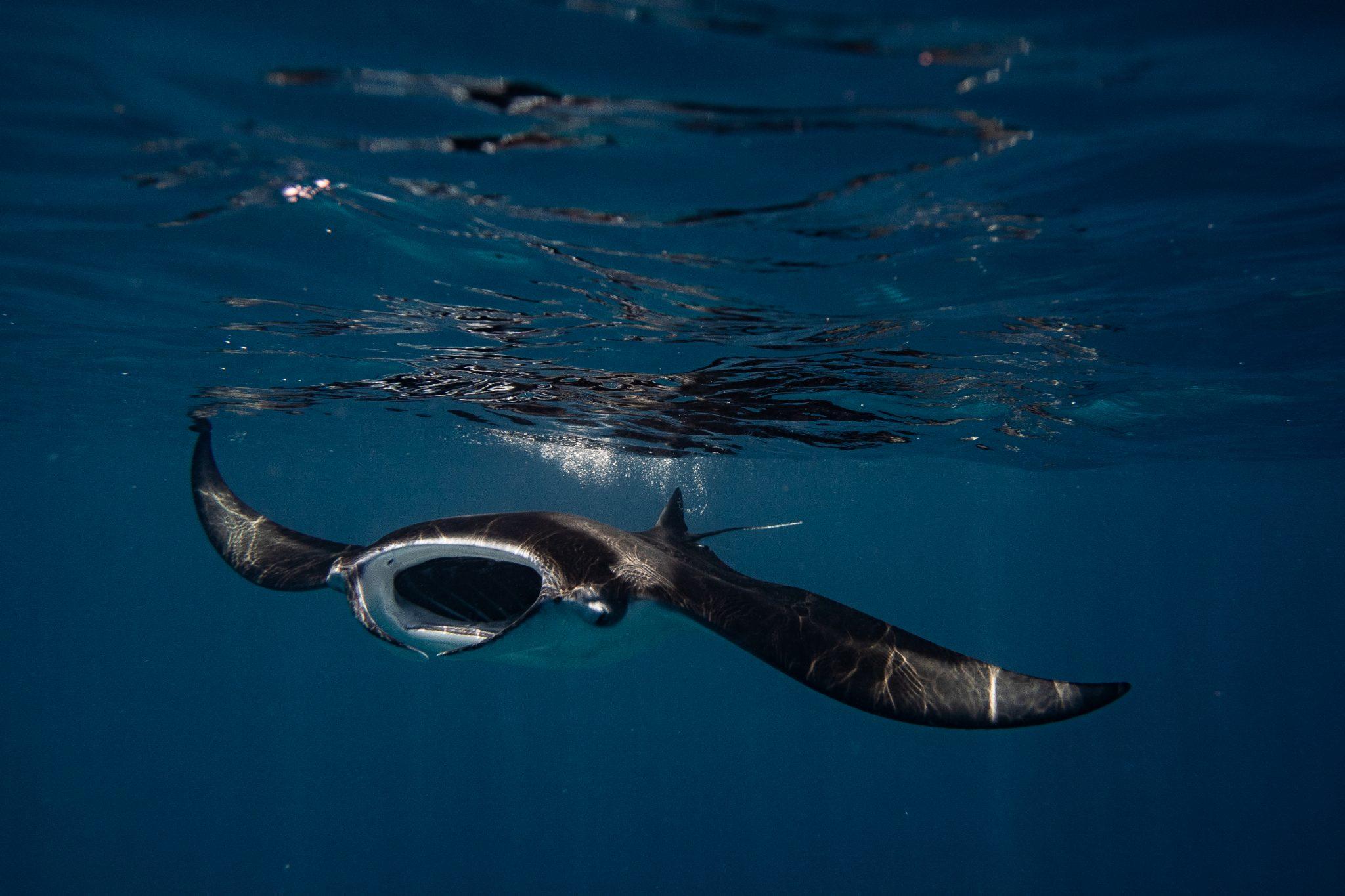 Holiday Inn Resort Kandooma Maldives marks return of Manta Month