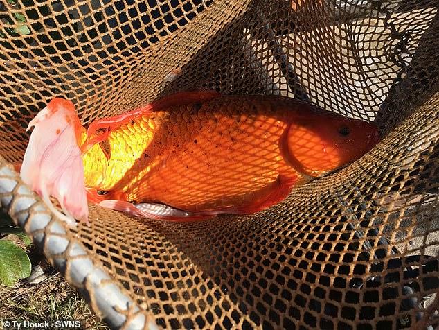 މިއީ ދުނިޔޭގެ އެންމެ ބޮޑު ގޯލްޑްފިޝްތަ؟