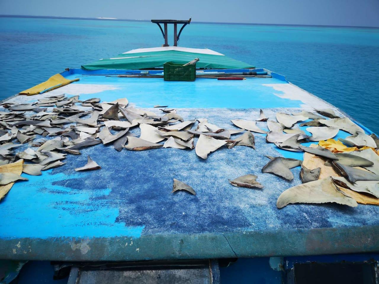 މިޔަރުގެ މަސްވެރިކަން ކުރުމުގެ ހުއްދަ ދޭން މަޝްވަރާކުރަނީ