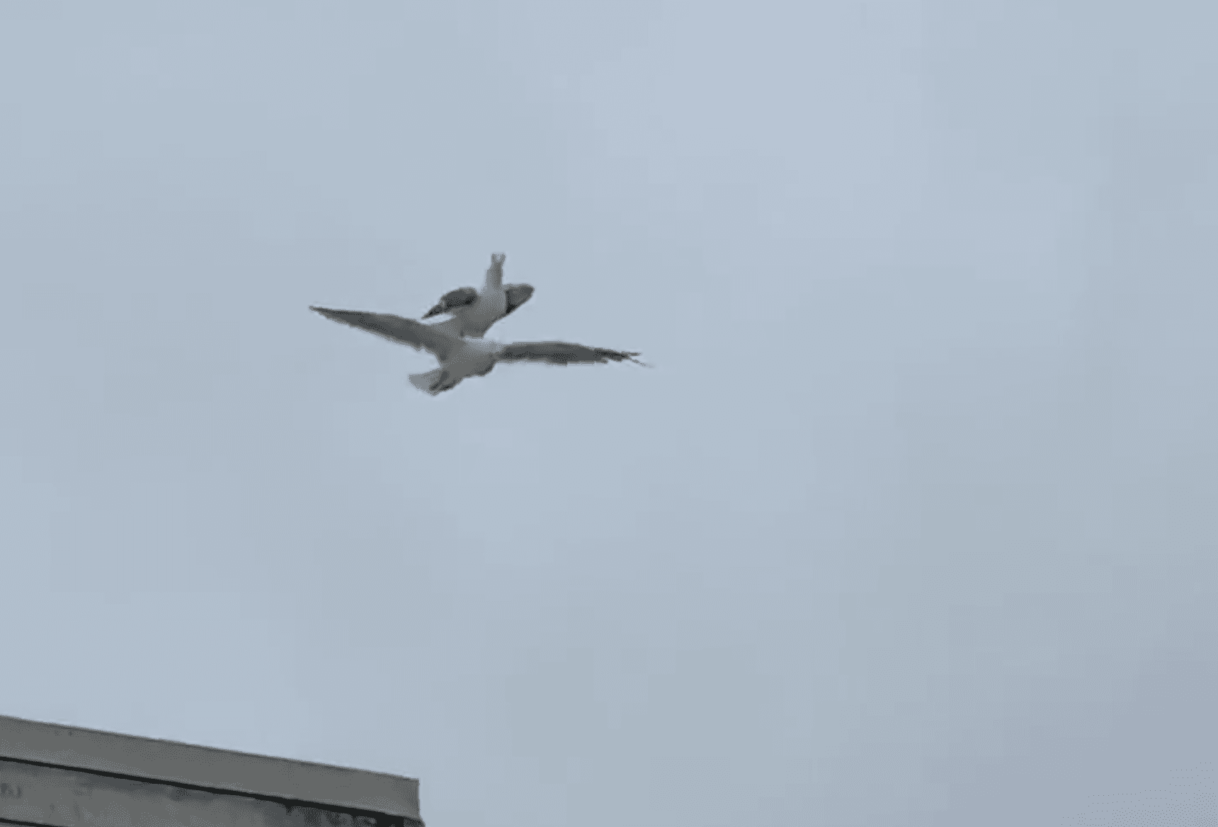 އުދުހިފައިދާ ގާދޫންޏެއްގެ ބުރަކަށިމަތީގައި އެހެން ގާދޫންޏެއް އިންނަ މަންޒަރު ފެންނަ ވީޑިއޯއެއް