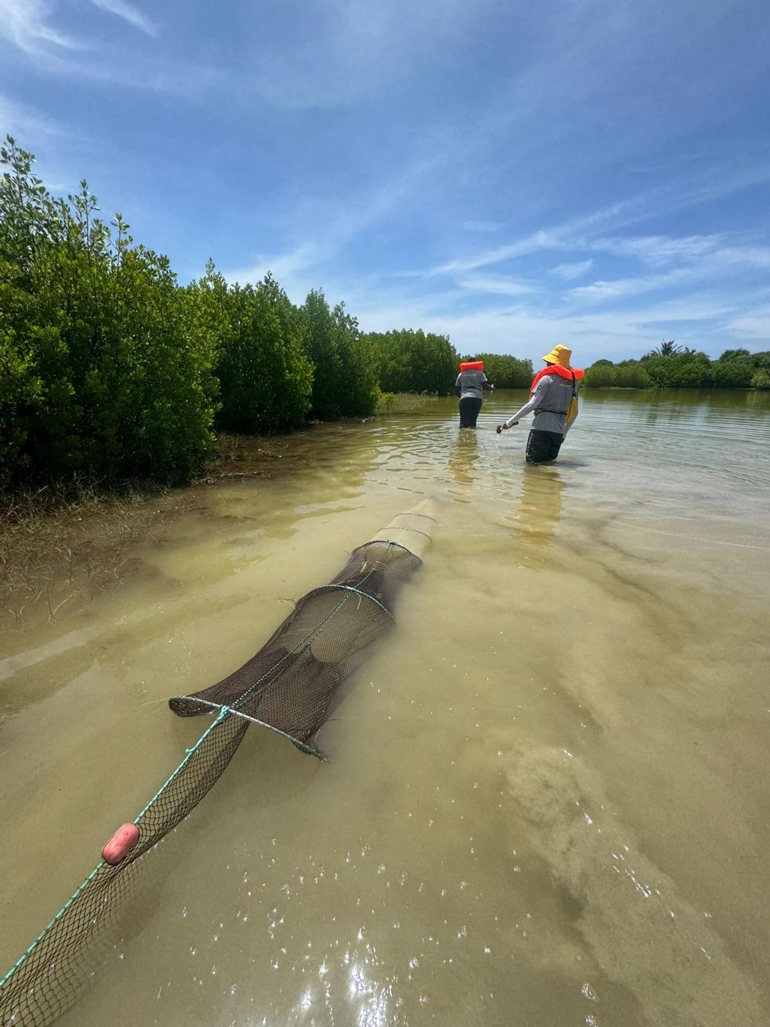 ކުޅުދުއްފުށީ ކުޅި، ފާ ޗަސްބިންތަކުގެ ހާލަތު ދެނެގަތުމަށް ތިމާވެއްޓާބެހޭ ސަރވޭއެއް ކުރިއަށް ގެންގޮސްފި