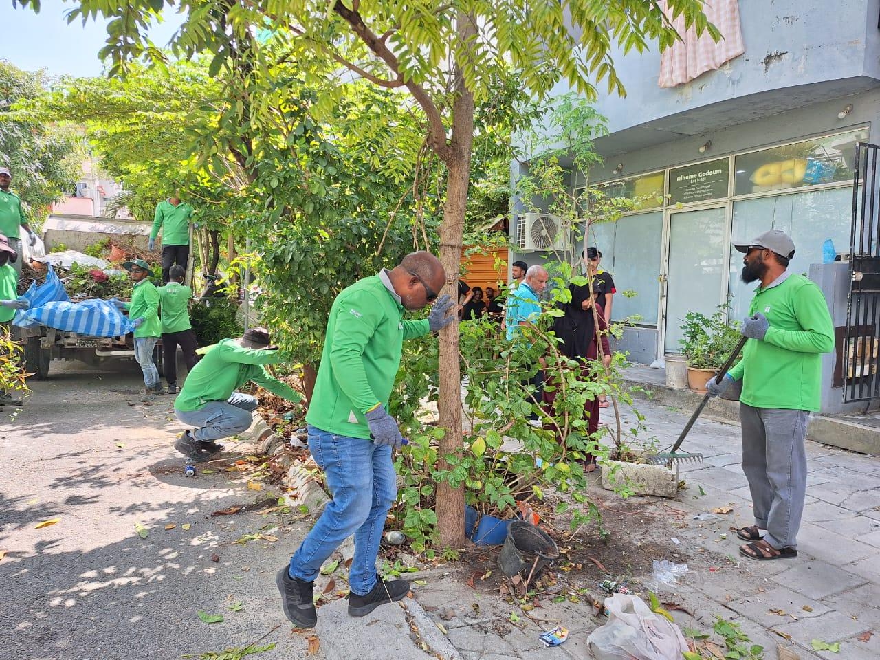 ހިތްފަސޭހަ ހުޅުމާލެ: ހެޖުތެރެއިން ނަގާ ބިޔަ ގަސްތައް އިންދާނީ ހުޅުމާލޭގެ އެކި ޕާކުތަކުގައި!