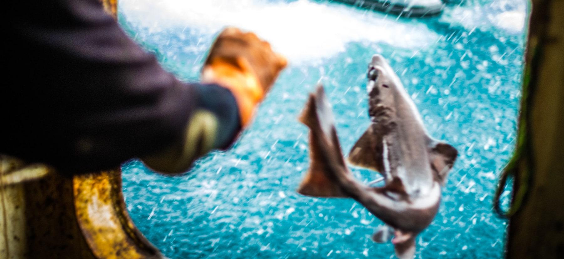 Fisheries Ministry Opens Public Consultation on Proposed Gulper Shark Fisheries Management Plan