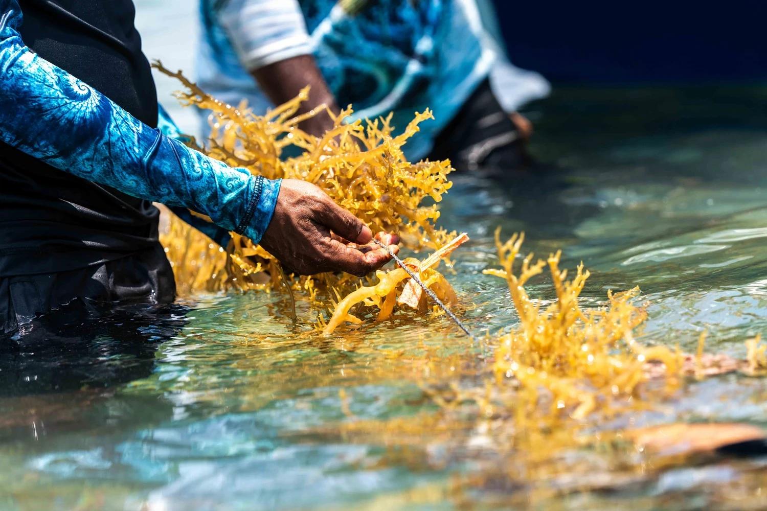 މެރިކަލްޗާ ދާއިރާއަށް ޚާއްސަ ފައިނޭންސިންގ ޕްރޮގްރާމެއް: 640،000 ރުފިޔާއާއި ހަމައަށް ފައިނޭންސްކުރާނެ!