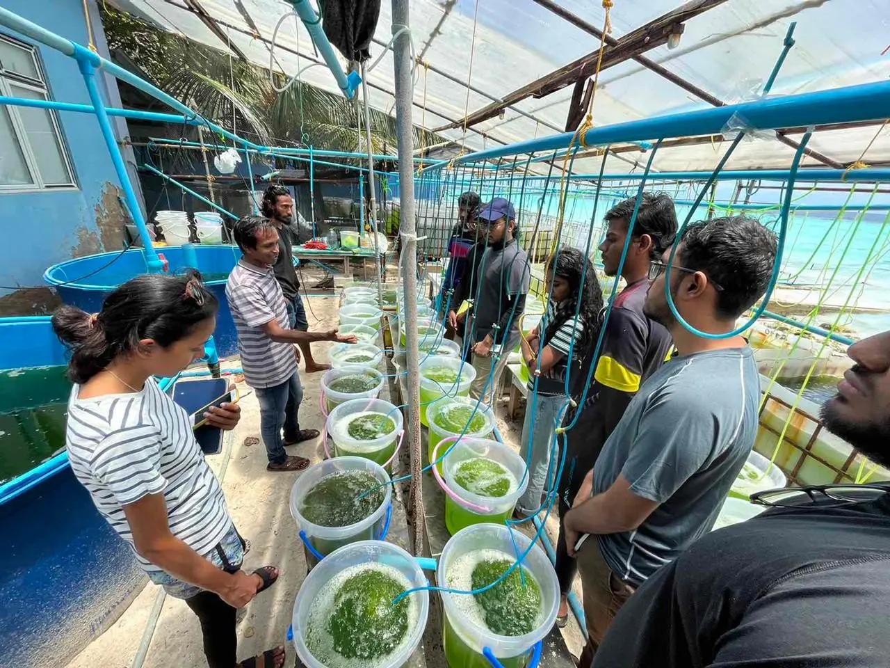 ފަރުމަސް އާލާކޮށް، މީހުން ބިނާ ކުރުމަށް ހިންގާ މެރިން ހެޗަރީ ކޯހުގައި ބައިވެރިވުމަށް ހުޅުވާލައިފި