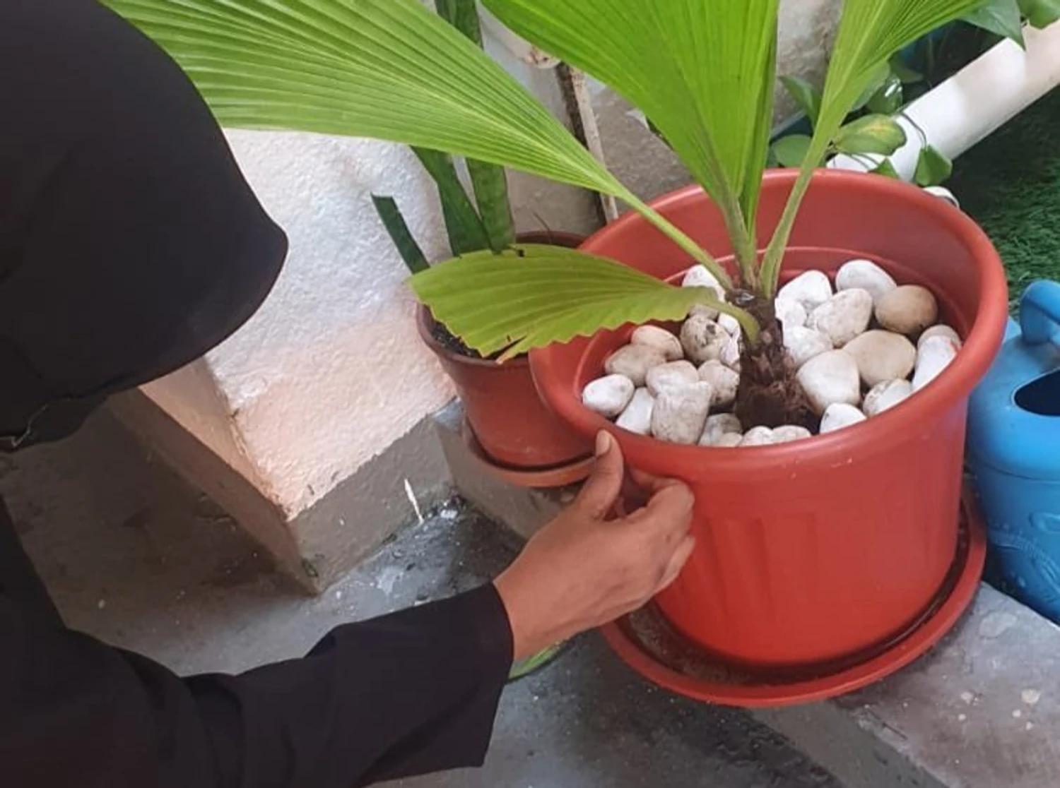 ޚާއްސަ ސަމާލުކަމެއް ދީގެން މަދިރި ކޮންޓްރޯލް ކުރުމުގެ މަސައްކަތް މާލެ ސިޓީ ކައުންސިލުން ފަށައިފި
